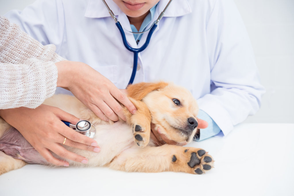 How Onsite Veterinary Ultrasound Training Can Benefit Your Practice