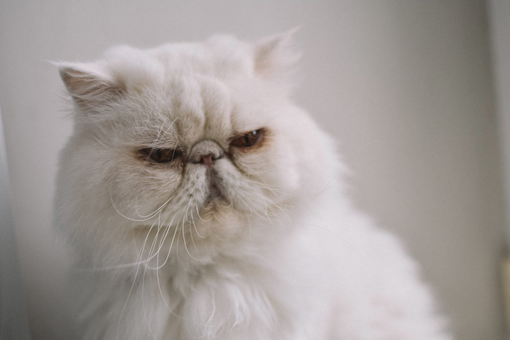 Angry cat blog image