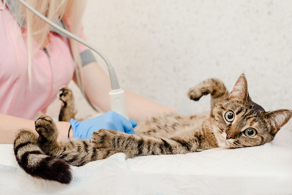 cat getting an ultrasound from a female veterinarian