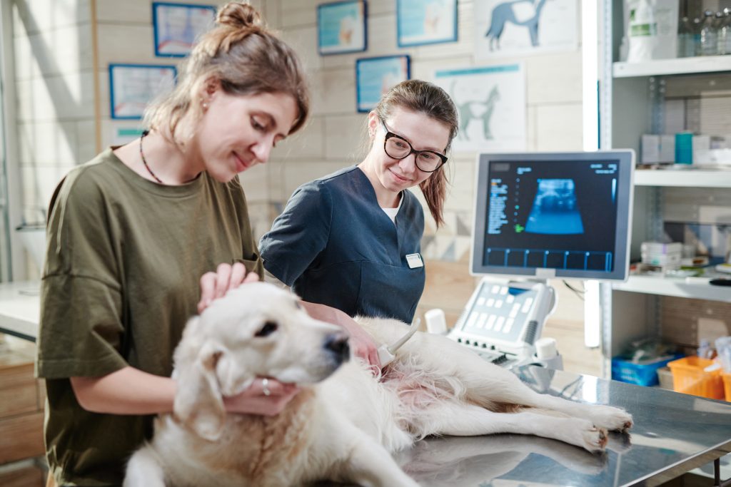 Choosing the Right Types of Ultrasound Probes for Your Veterinary Practice