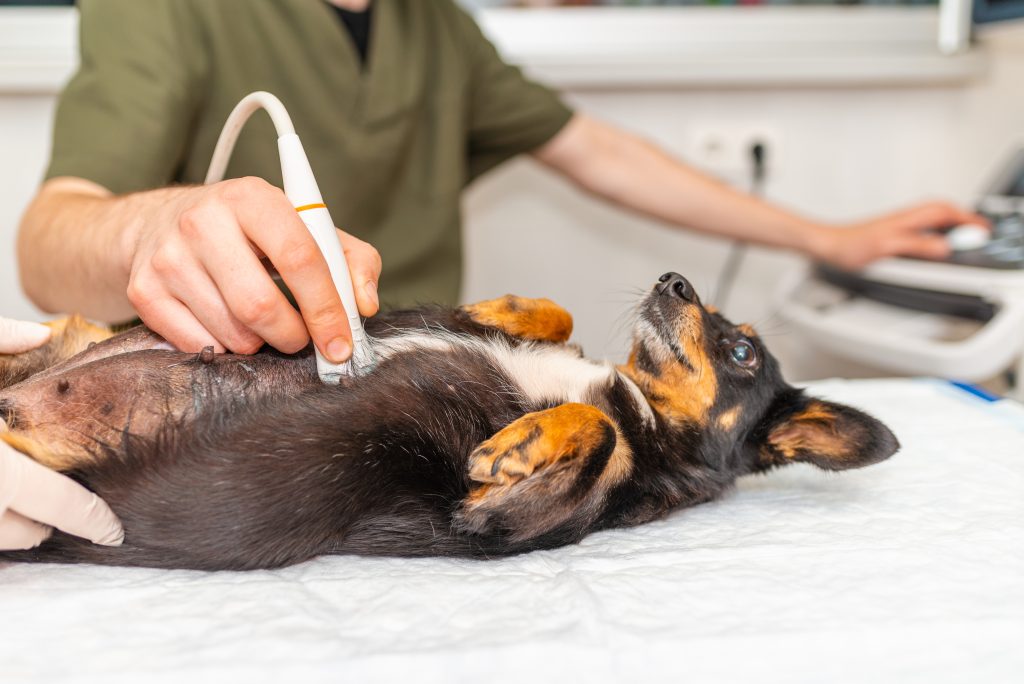 Veterinary Guide To Diagnosing Pleural Effusion in Dogs Using Ultrasound