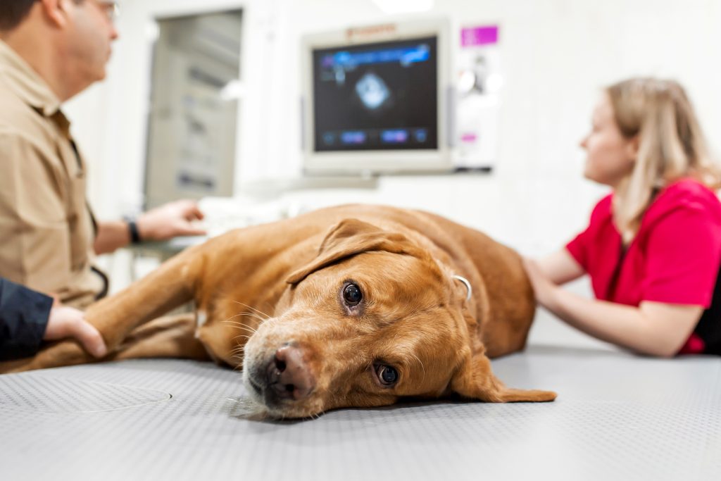 Why Ultrasound is a Game-Changer for Diagnosing Heartworm in Veterinary Practice