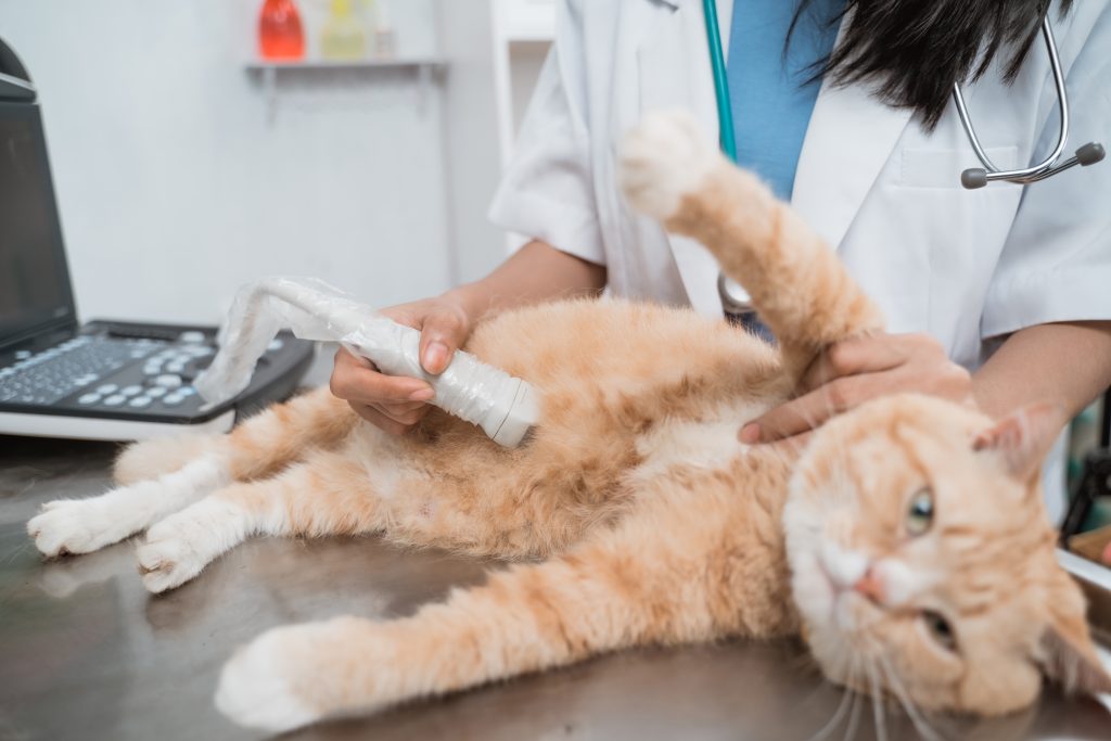 Top Reasons Veterinary Clinics Trust Choice Medical Systems for Ultrasound Equipment