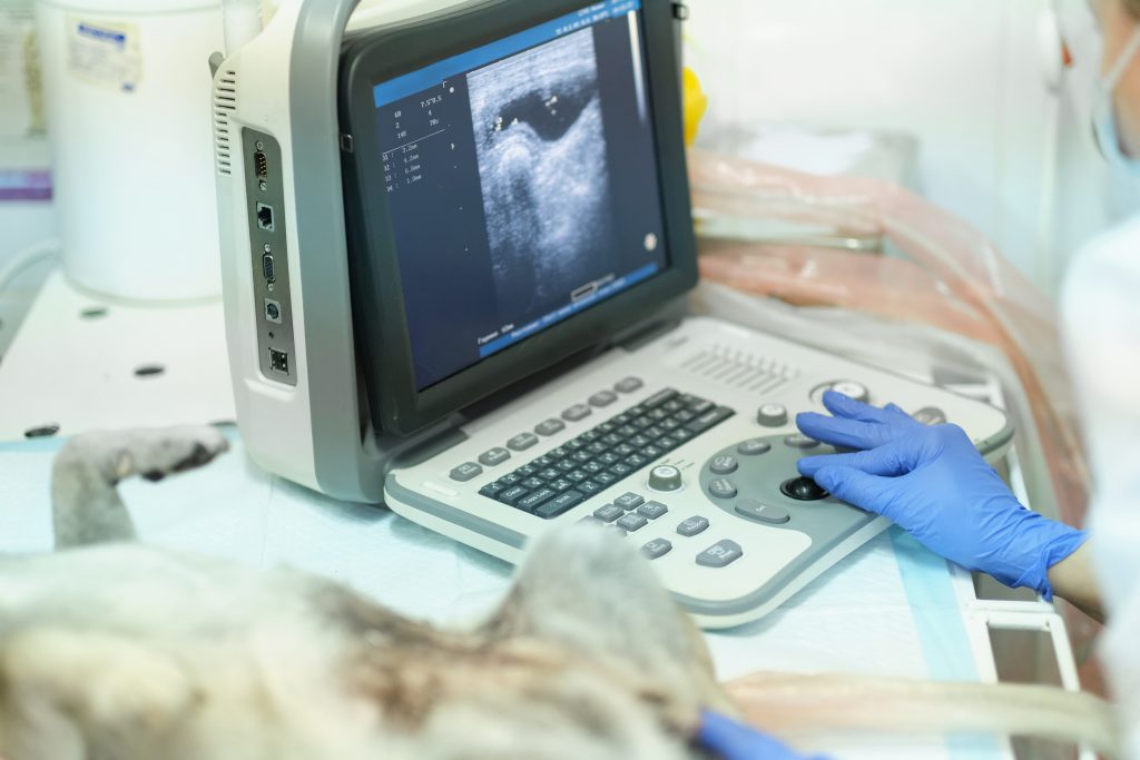 The Veterinarian's Essential Guide to Buying an Ultrasound Machine